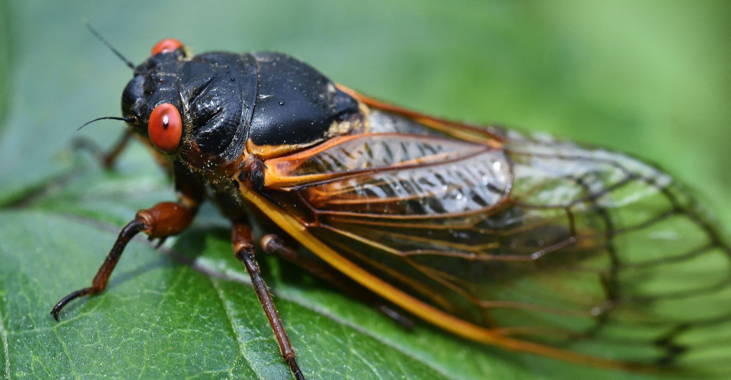 Cicadas 2024: 8 facts that will mesmerize you
