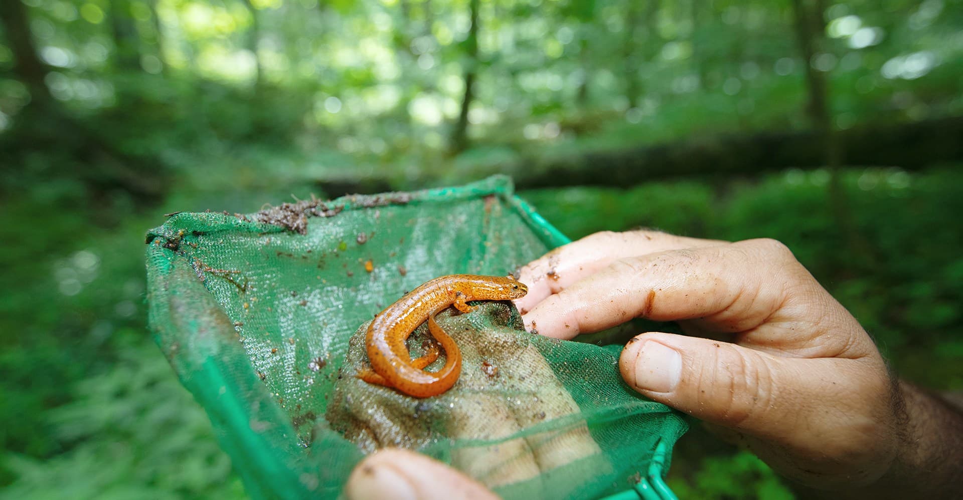 Climate change and deforestation threaten a hidden US wildlife wonderland