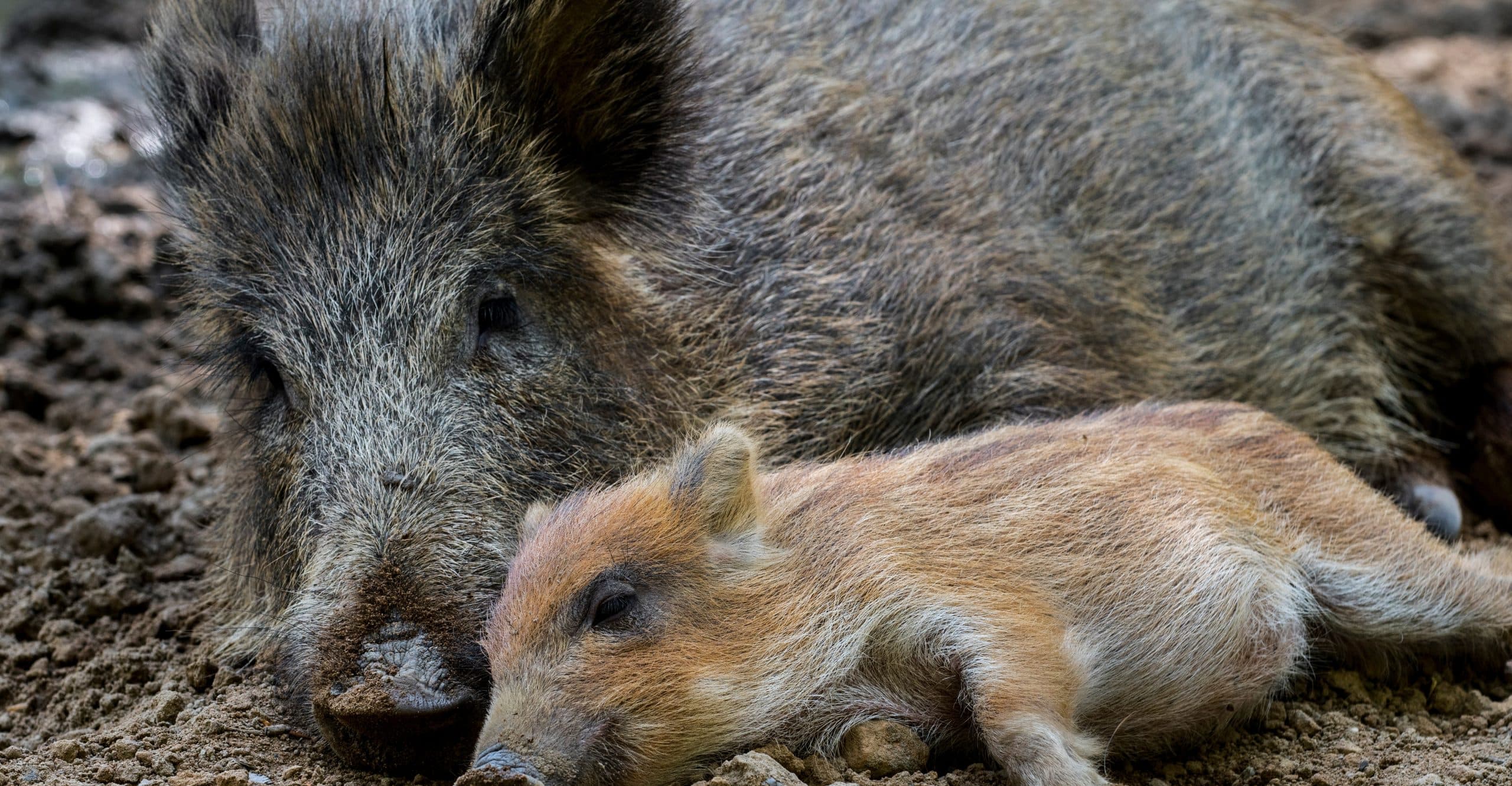 Climate change and extreme heat may rob some wild animals of sleep
