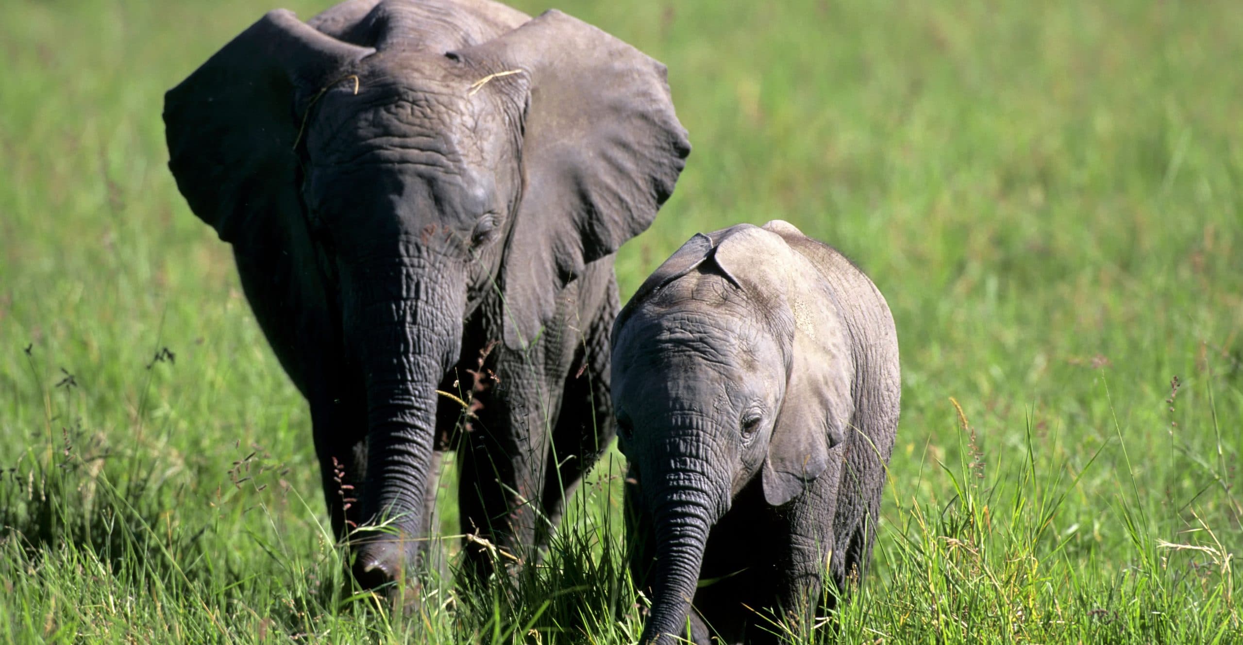 Elephants are more like humans than we realized