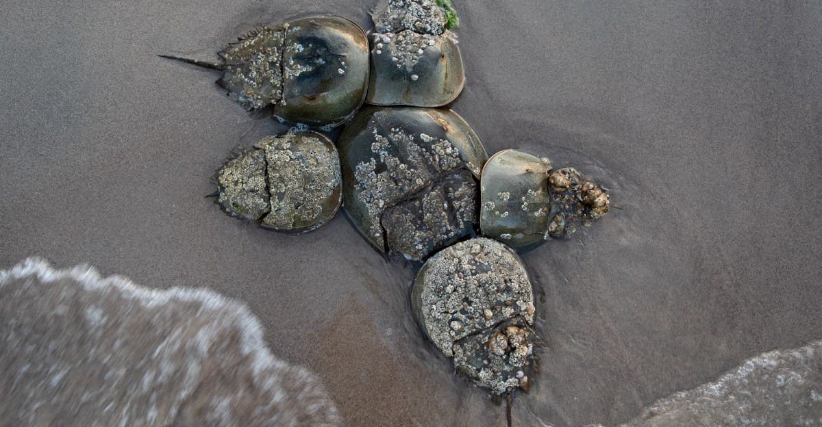 Horseshoe crabs in NYC: Lessons from an orgy of ancient animals