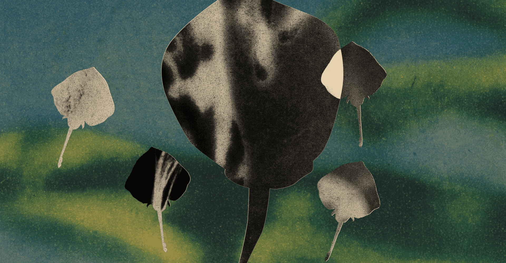 More animals take a DIY approach to reproduction than was previously understood. Scientists aren’t sure why.