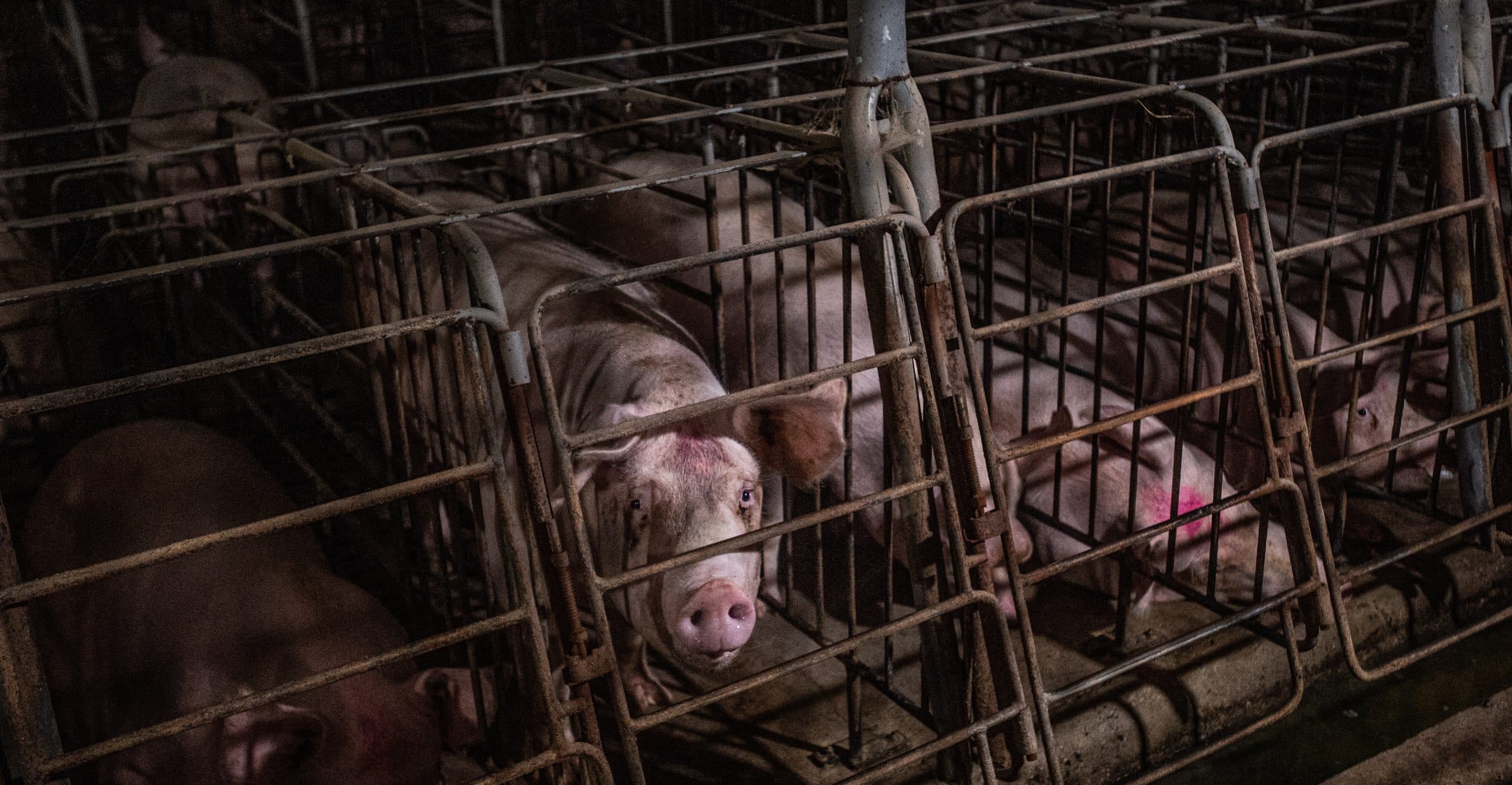 The 2024 Farm Bill includes a sneaky plan to put farm animals back in crates