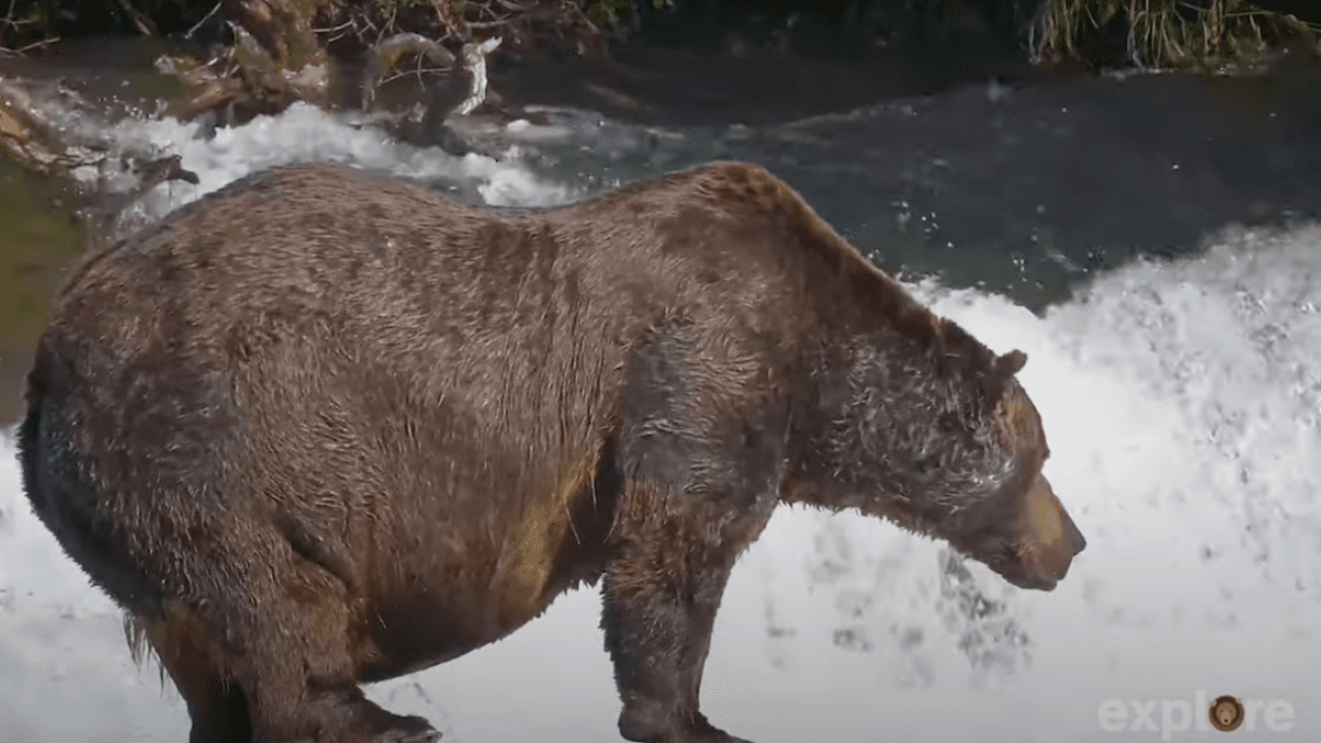 Fat bear ate 135,000 calories in 10 hours. And he's not done.
