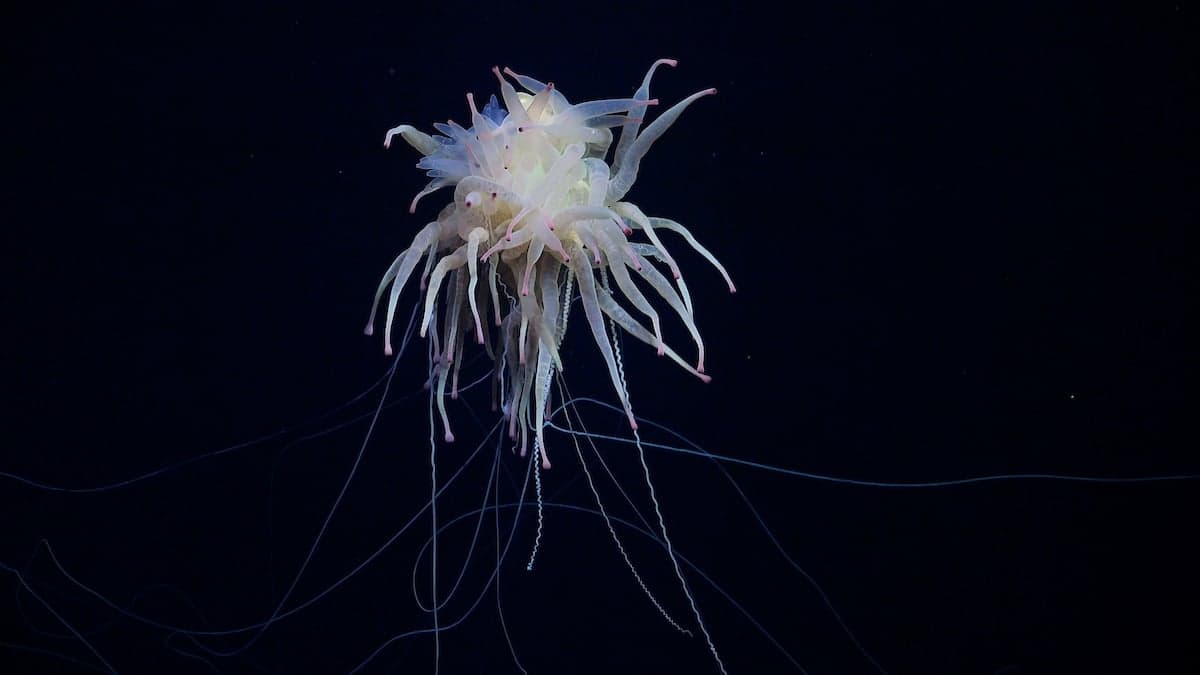 Flying spaghetti monster and unworldly life filmed in deep sea footage