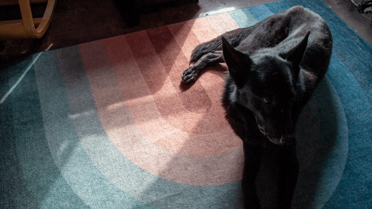 Honest review of Ruggable: Are the washable rugs worth the price?