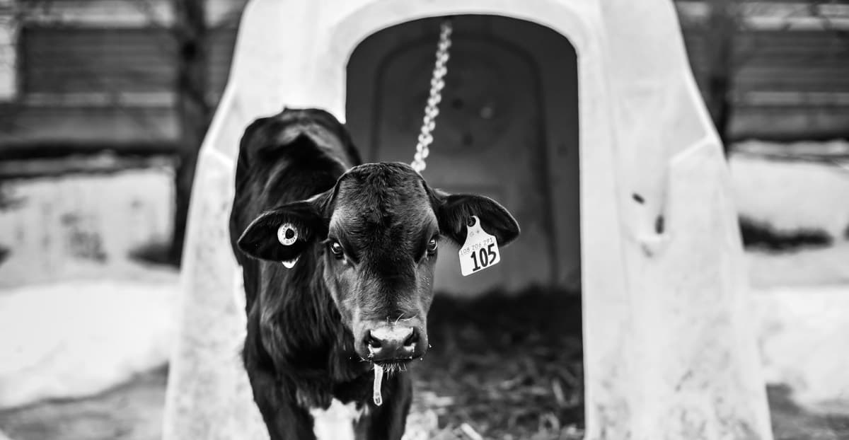How effective altruists changed animal rights — mostly for the better