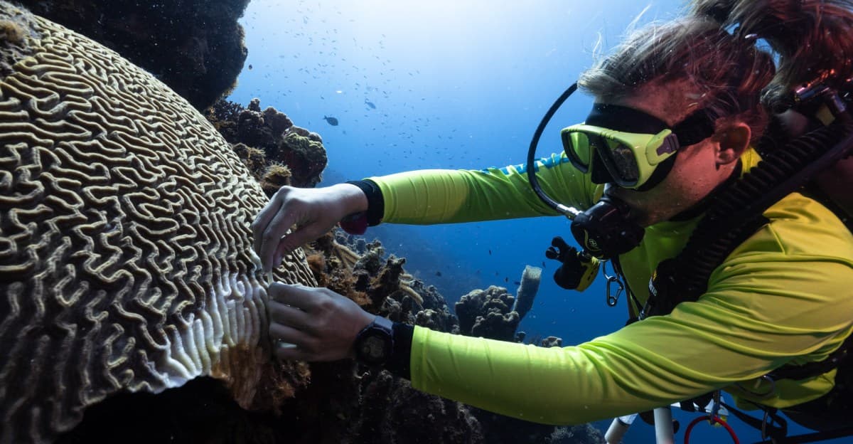 Human drugs offer a solution to save coral reefs