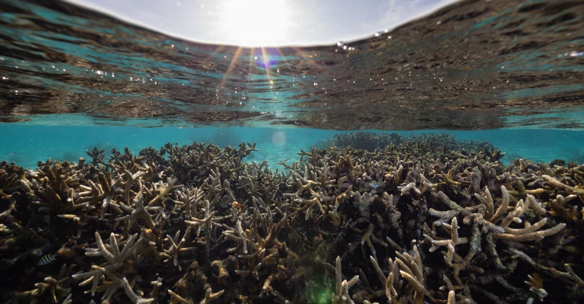 Is this Caribbean coral reef resilient to climate change? What warming means for Bonaire.
