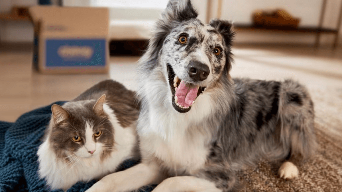 Shop International Dog Day Deals at Amazon and Chewy