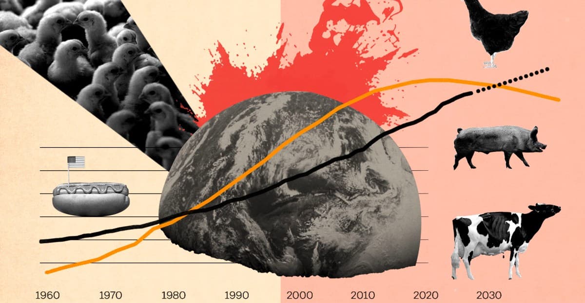 Vox Launches In-Depth Exploration of Factory Farming