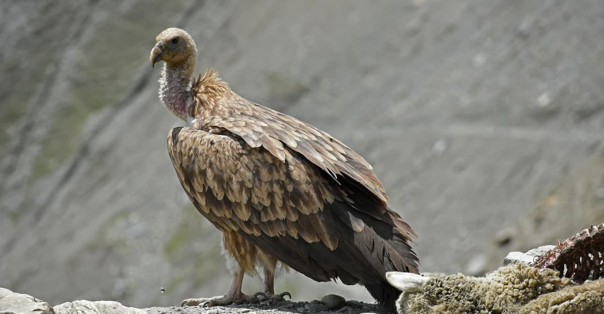 When India’s vultures nearly went extinct in, human deaths followed