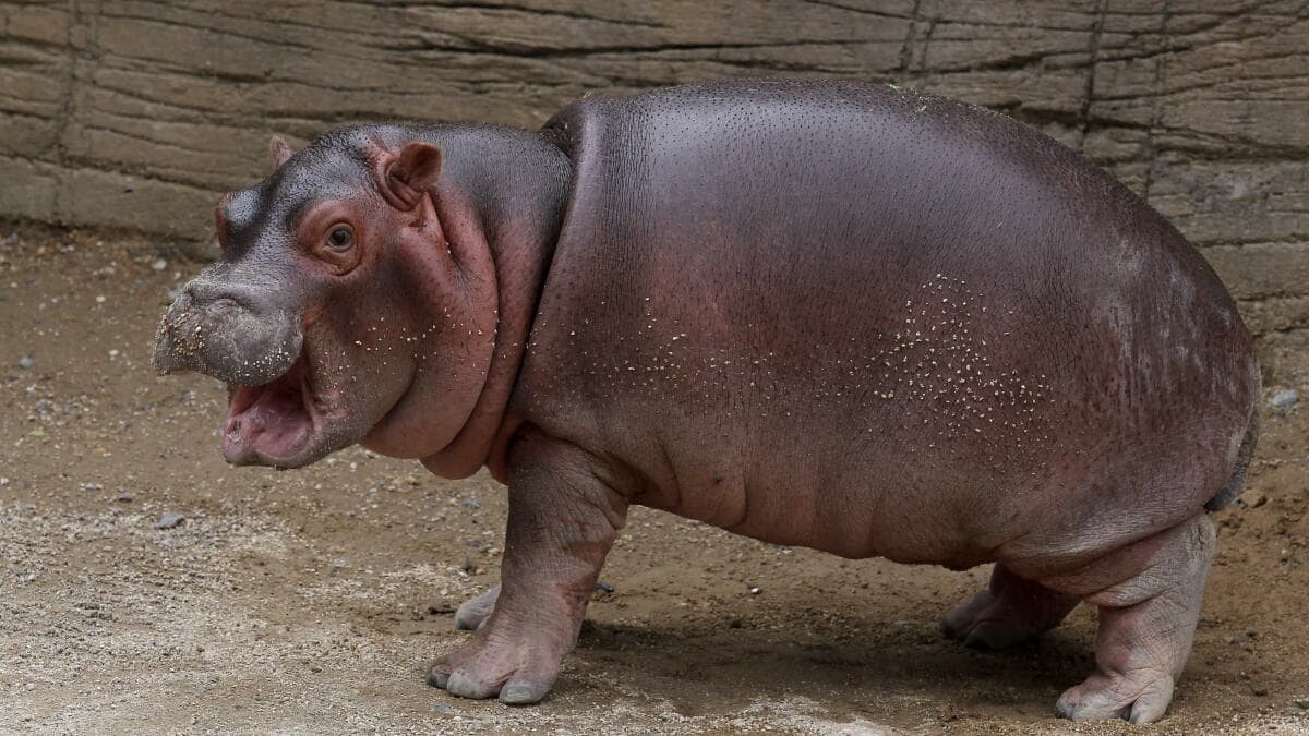 Meet baby hippo Moo Deng, the internet's new favorite main character