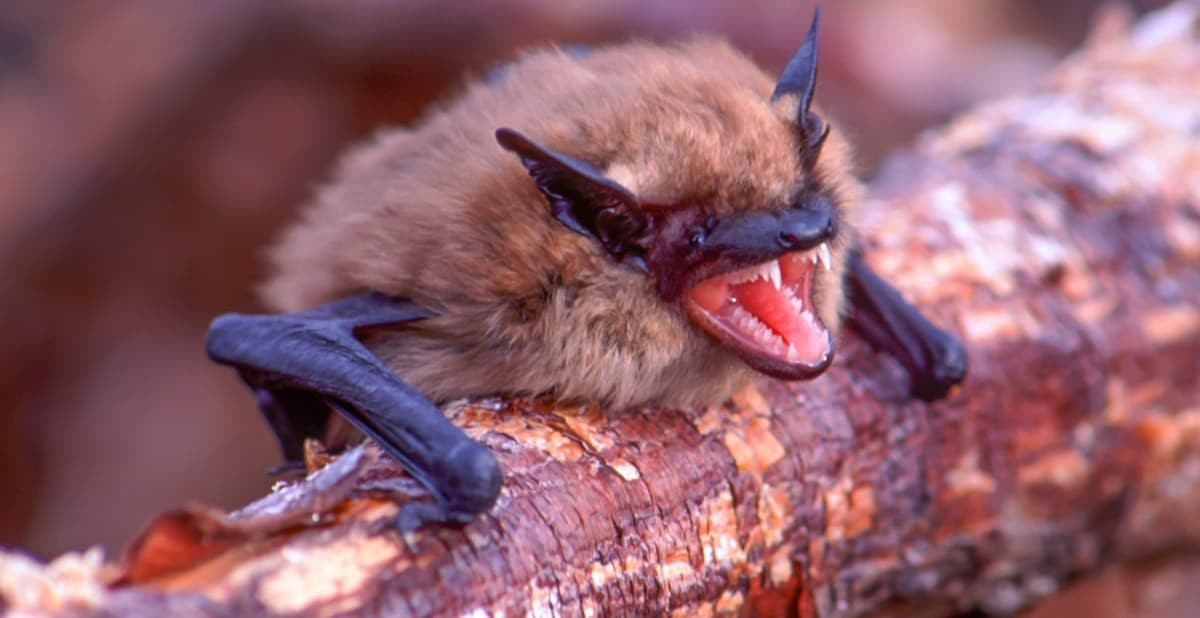 Study: Dead bats are linked to a spike in farm pesticides and infant mortality